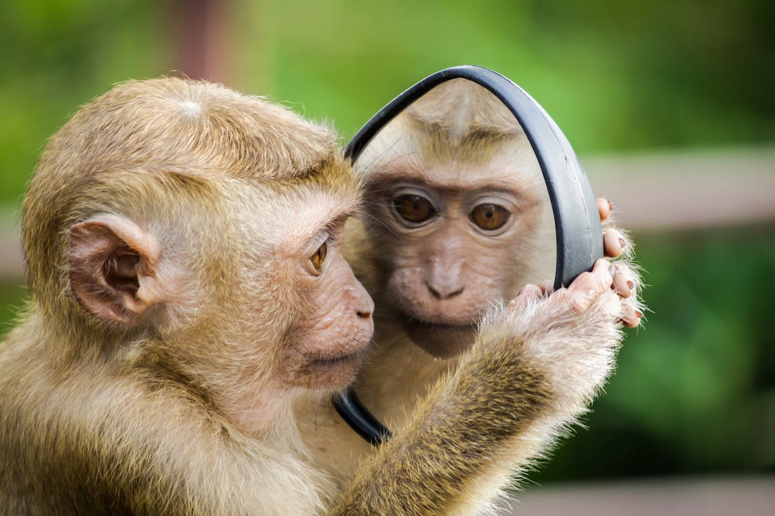 A Macaque Monkey looking at the mirror